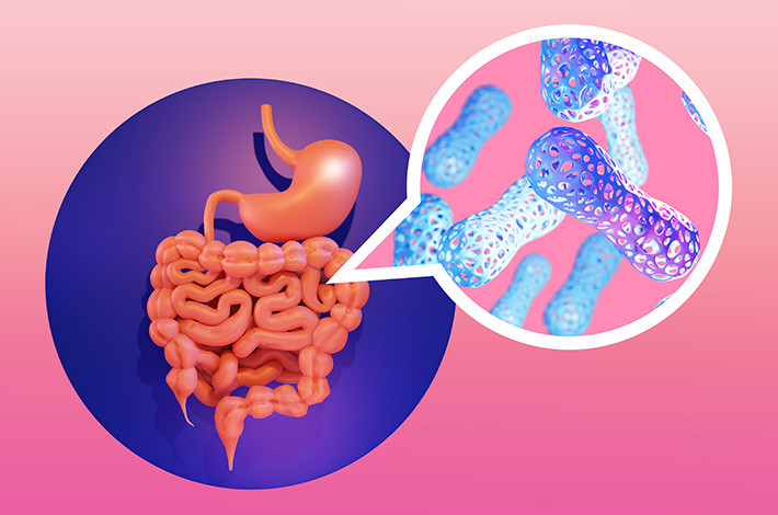 Лактобактерии и бифидобактерии составляют основу нормальной микрофлоры кишечника