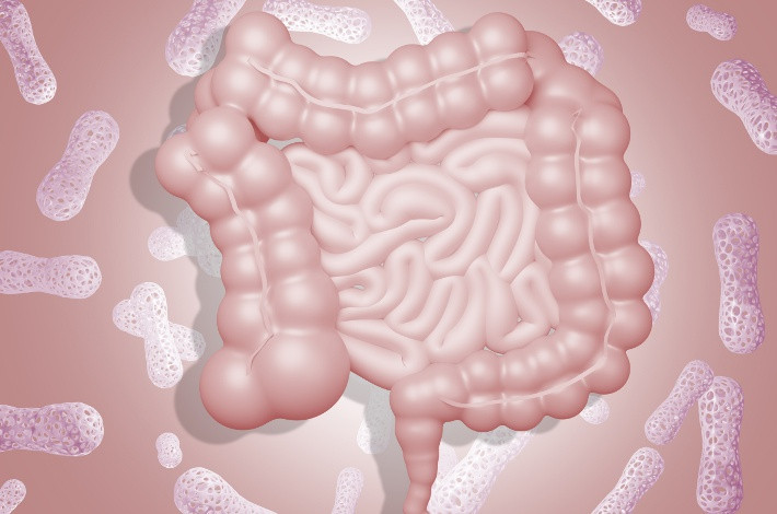 Bacillus subtilis составляют значительную часть нормальной микрофлоры