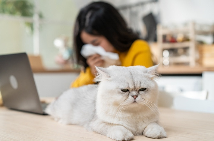 Феницитол рекомендуется при аллергическом рините и коньюктивите.