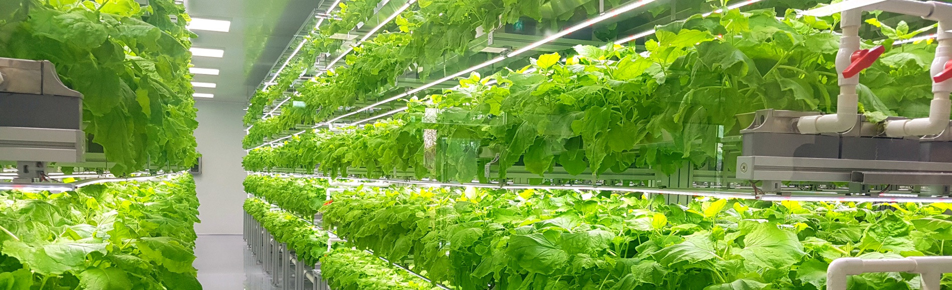 Вертикальные сити-фермы