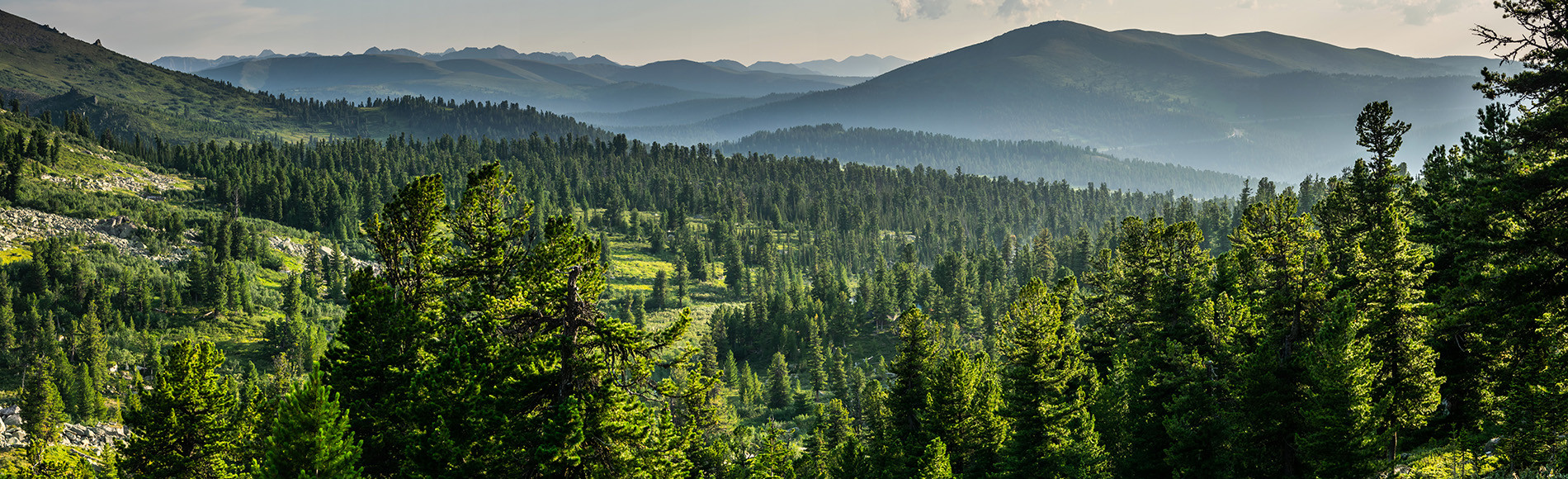 Технология «Зелёная сейсмика»: сохранение лесов при добыче нефти