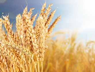 Цветная пшеница: защита от вирусов и бактерий