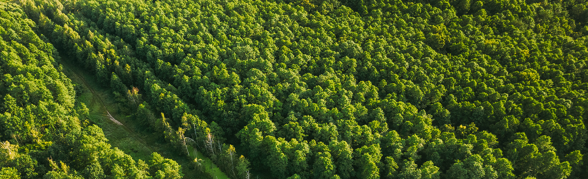 Самые большие леса в мире