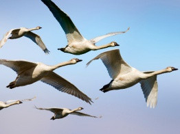 Как птицы и рыбы ищут дорогу домой? Учёные хотят скопировать бионавигатор