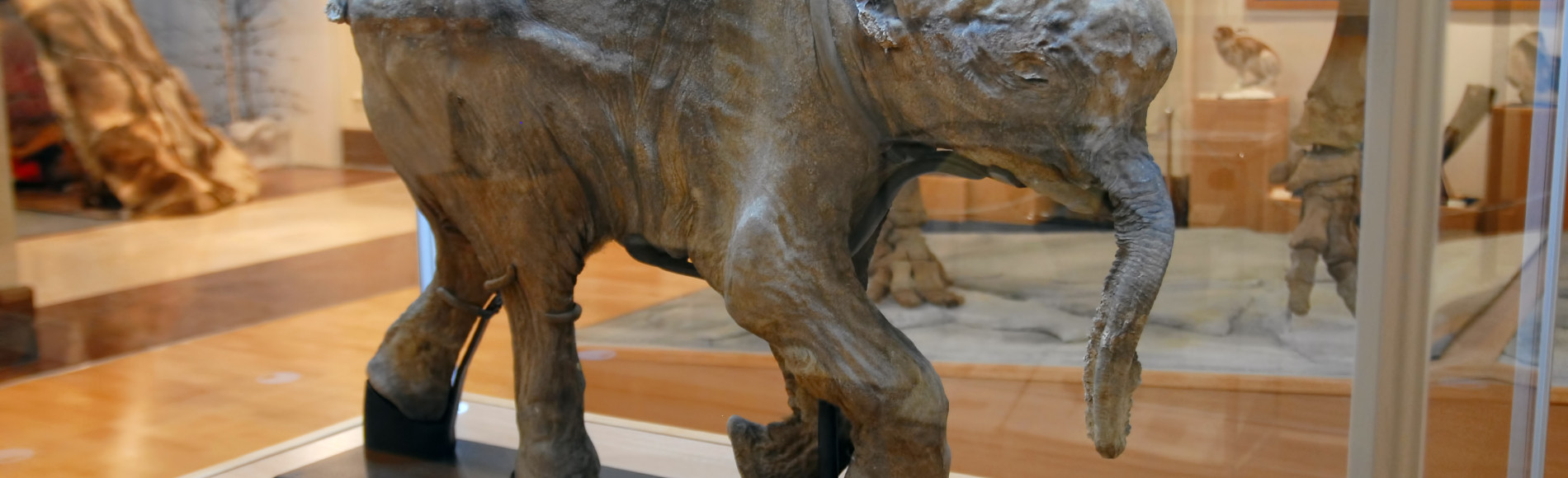 Мамонтёнок Юка: впервые в мире!