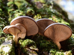 Растения, грибы и животные — в помощь экологам и другим специалистам!