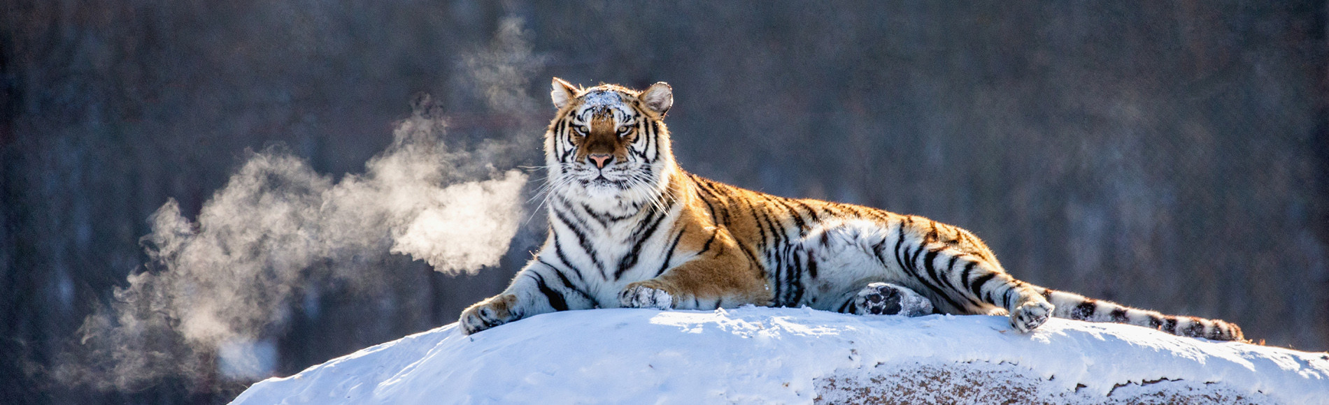 Рост популяции амурского тигра