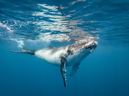 Морские богатства России