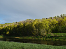 Российские леса — самые ценные на планете?