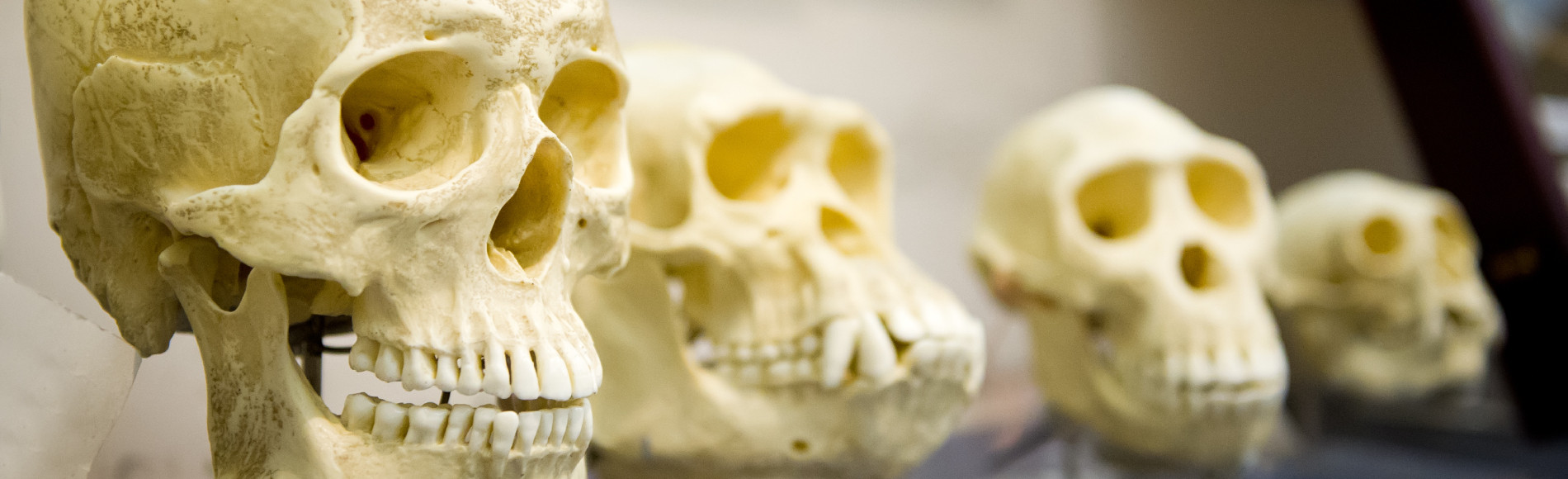 Денисовский человек