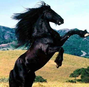 Кони и лошади… сны и реальность.