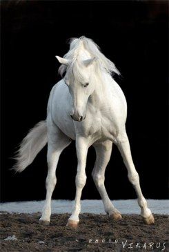 Кони и лошади… сны и реальность.