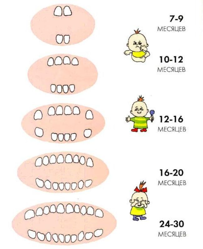 Схема Прорезывания Молочных Зубов Фото