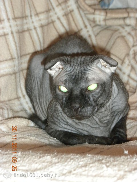 Шикарный вислоухий кот породы Украинский левкой!!!