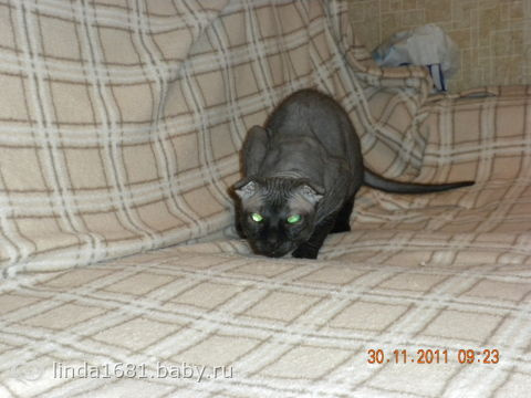 Шикарный вислоухий кот породы Украинский левкой!!!