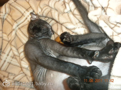 Шикарный вислоухий кот породы Украинский левкой!!!