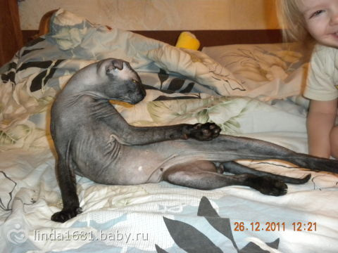 Шикарный вислоухий кот породы Украинский левкой!!!