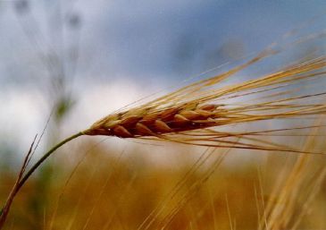 Масло зародышей пшеницы 100% от растяжек